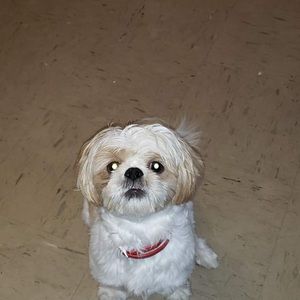 Meet your Posher, Phat